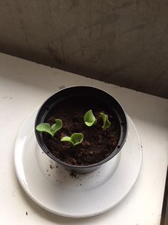 permaculture